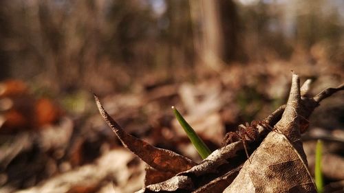 Close-up of plant growing on field