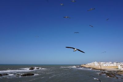 Birds flying over sea