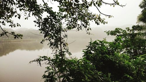 Tree by lake against sky