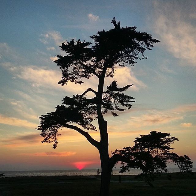 sunset, tree, sky, silhouette, tranquility, tranquil scene, scenics, beauty in nature, cloud - sky, nature, orange color, tree trunk, growth, idyllic, cloud, branch, sun, landscape, palm tree, dramatic sky