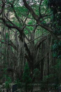 Trees in forest