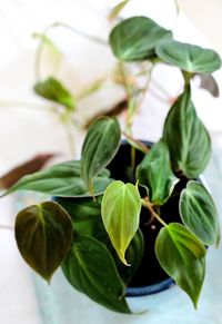 Close-up of potted plant leaves