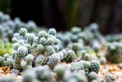 Close-up of cactus plants