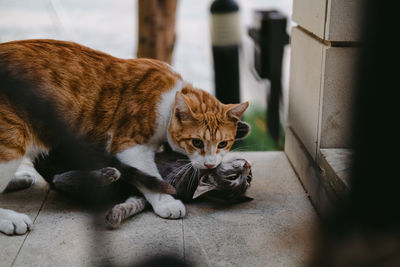 Portrait of a cat