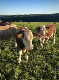 Cows on field