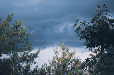 Low angle view of trees against sky during winter