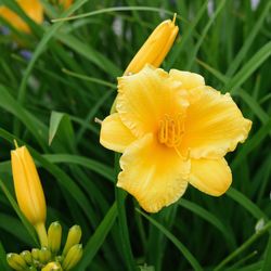 Close-up of day lily blooming in park