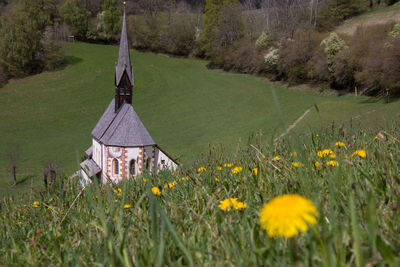 Yellow flowering plants on field