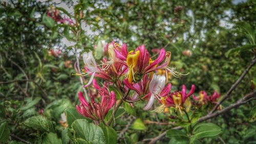 Pink flowers blooming outdoors