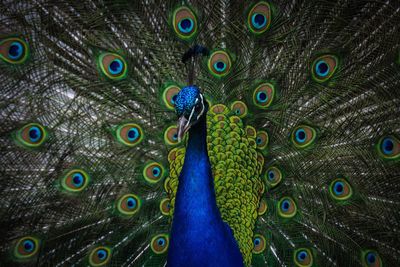 Close-up of peacock feathers