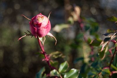 Close-up of red flower