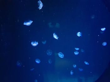 Close-up of jellyfish in water