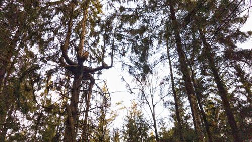 Low angle view of trees in forest