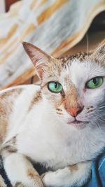 Close-up portrait of cat