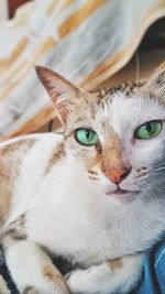 Close-up portrait of cat