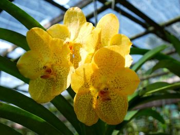 Close-up of yellow flowers blooming outdoors