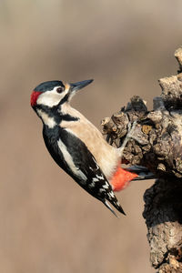 Close-up of bird perching on feeder