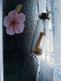 Close-up of wet flower on glass