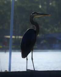 High angle view of gray heron perching on lake