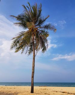 Coconut tree standing at sandy beach