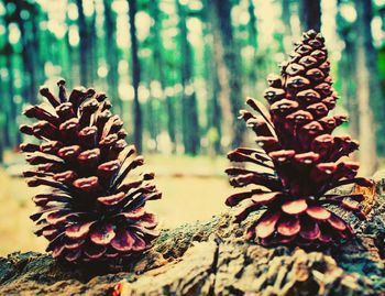 Close-up of pine cones on plant in forest