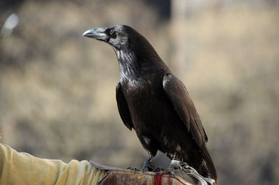 Close-up of bird perching