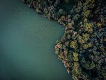 Aerial view of trees and sea