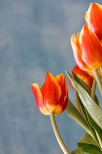 Bouquet of orange tulips flowers on blue background with copy space.