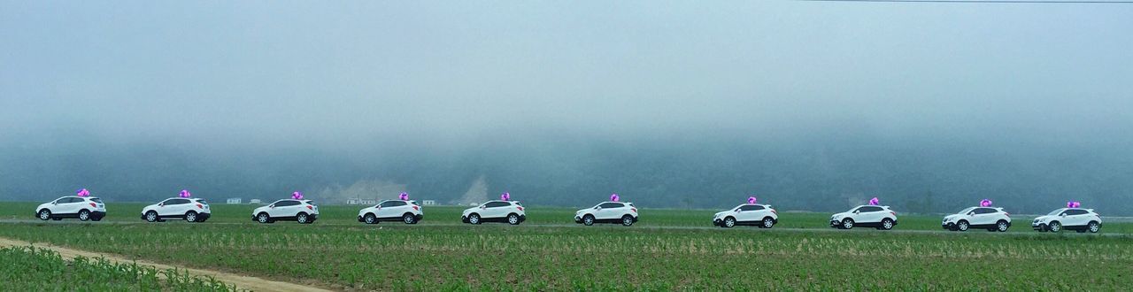 in a row, grass, field, day, outdoors, nature, men, real people, landscape, tree, sky, people