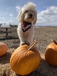 Close-up of dog by pumpkin on land against sky