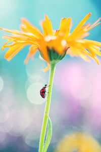 Close-up of insect on flower