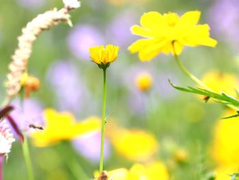 Close-up of yellow flowers blooming outdoors