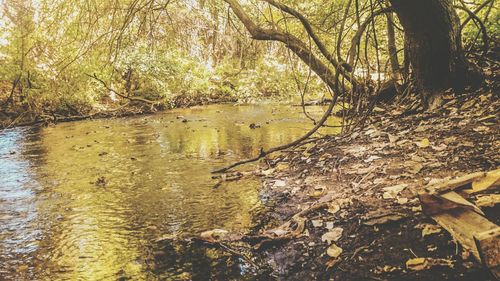 Reflection of trees in river