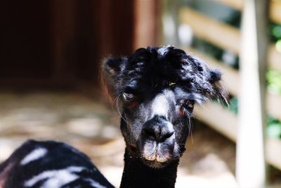 Close-up portrait of a lama 