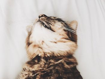 Close-up of a cat looking up