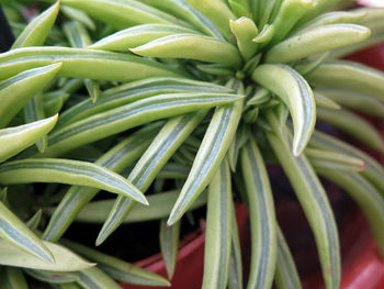 Full frame shot of fresh green plant