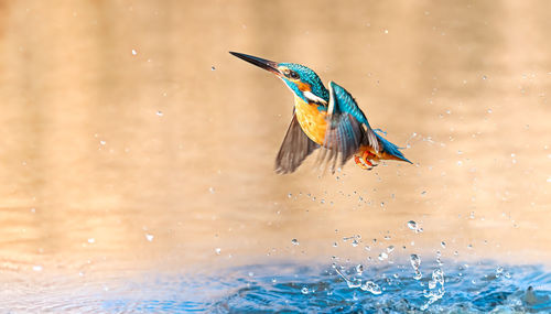 Close-up of bird on a water