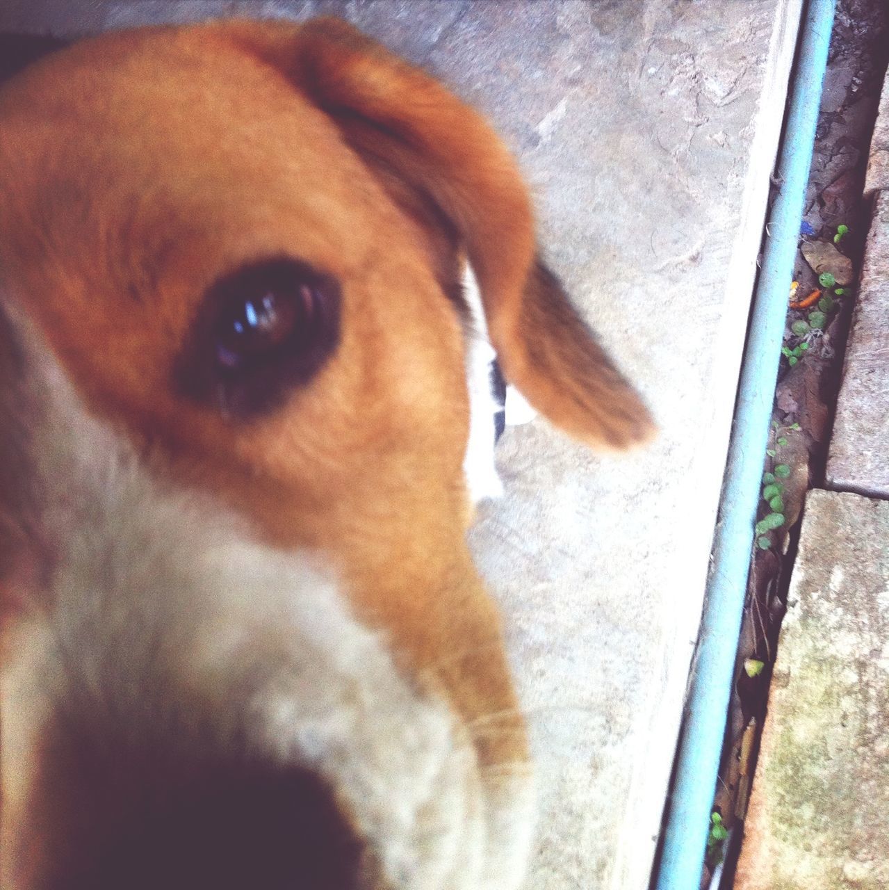 one animal, animal themes, domestic animals, pets, mammal, dog, indoors, close-up, animal head, animal body part, high angle view, part of, window, looking away, day, no people, portrait, cropped, side view