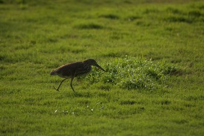 Close-up of bird on field