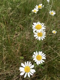 Close-up of white daisy flowers in field