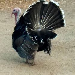 Close-up of birds