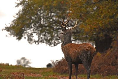 Deer on field