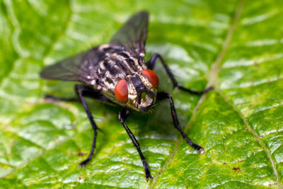 Close-up of insect on leaf