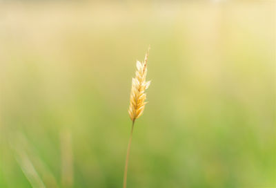 Close-up of stalks in field