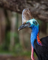 Close-up of a peacock