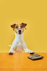 Portrait of dog standing against yellow background