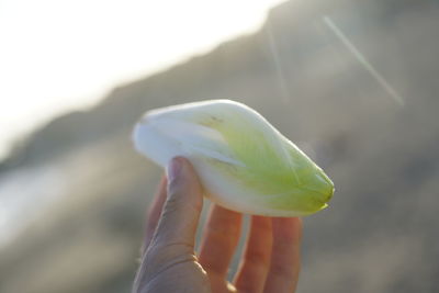 Close-up of hand holding leaf