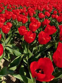 High angle view of red roses in bloom