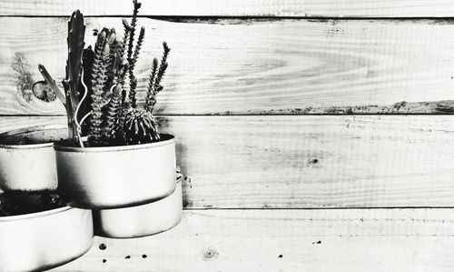 Close-up of potted plant