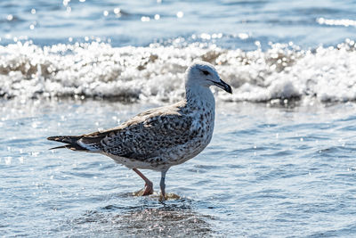 Seagull perching on a sea shore